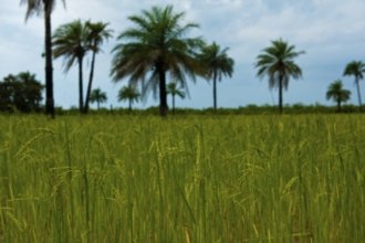 Гостиницы Мбора