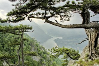 Гостиницы Златибора