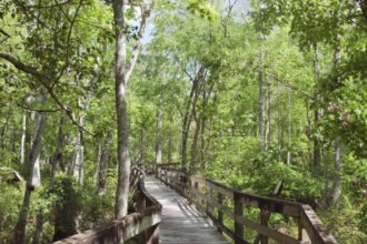 Гостиницы Киссимми