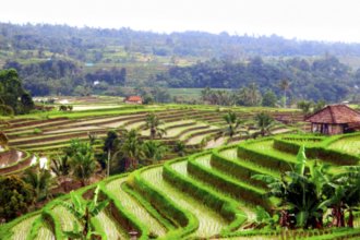 Гостиницы Убуда