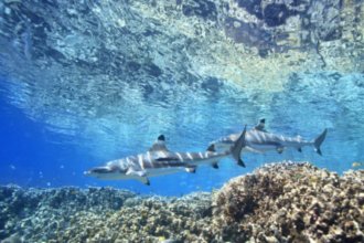 Гостиницы Хониары