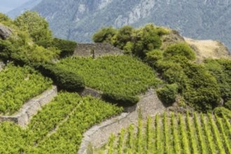 Гостиницы Шираза