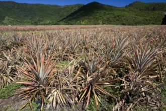 Гостиницы Фриманса Вилладж