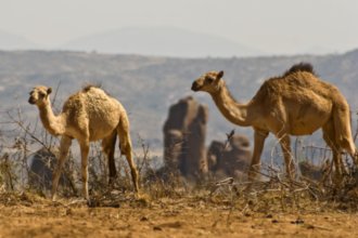 Гостиницы Хараре