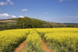 Гостиницы Корка