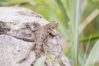 Гостиницы Абиджана