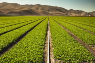 Гостиницы Салинаса